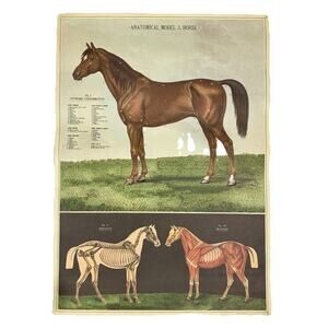 Cavallini Papers & Co Poster 2017 Anatomical Model of the Horse 20.75” x 28.75”